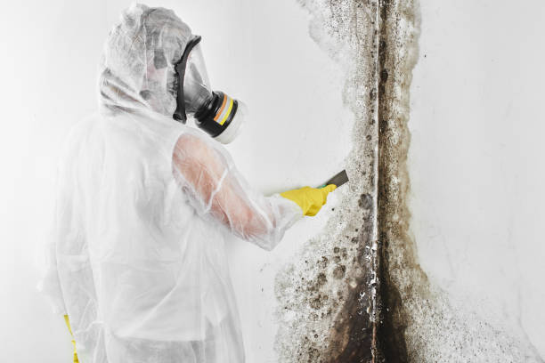 Office Mold Removal Services in Sultana, CA