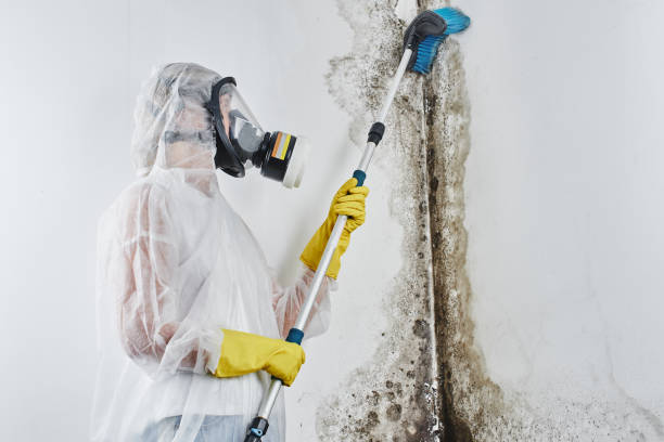 Best Mold Inspection  in Sultana, CA