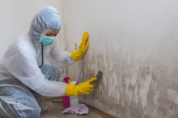 Best Attic Mold Removal  in Sultana, CA