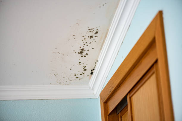 Best Mold Cleaning Services  in Sultana, CA