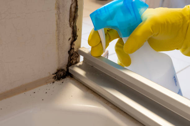 Best Fast Mold Removal  in Sultana, CA