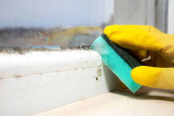 Best Mold Damage Repair  in Sultana, CA