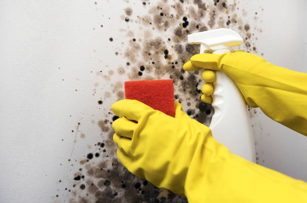 Best Professional Mold Removal  in Sultana, CA