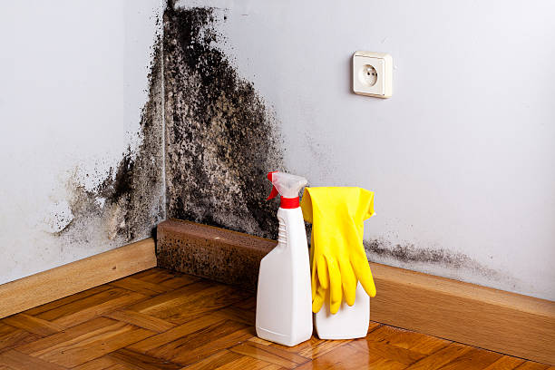 Professional Mold Removal in Sultana, CA