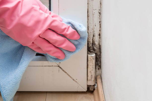 Best Mold Removal Specialists  in Sultana, CA